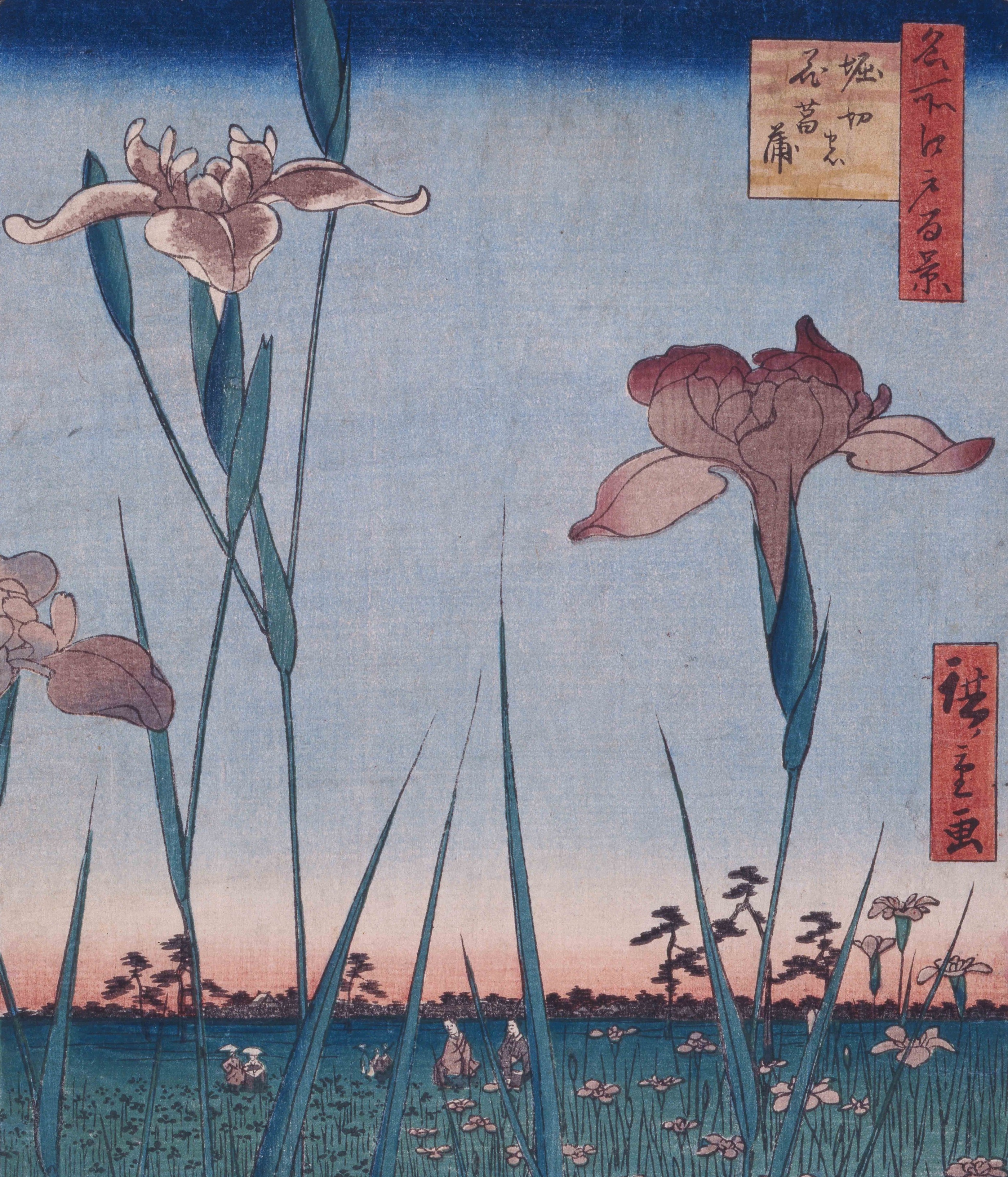 庭園の植物ものがたり―いずれアヤメ科、ハナショウブ―