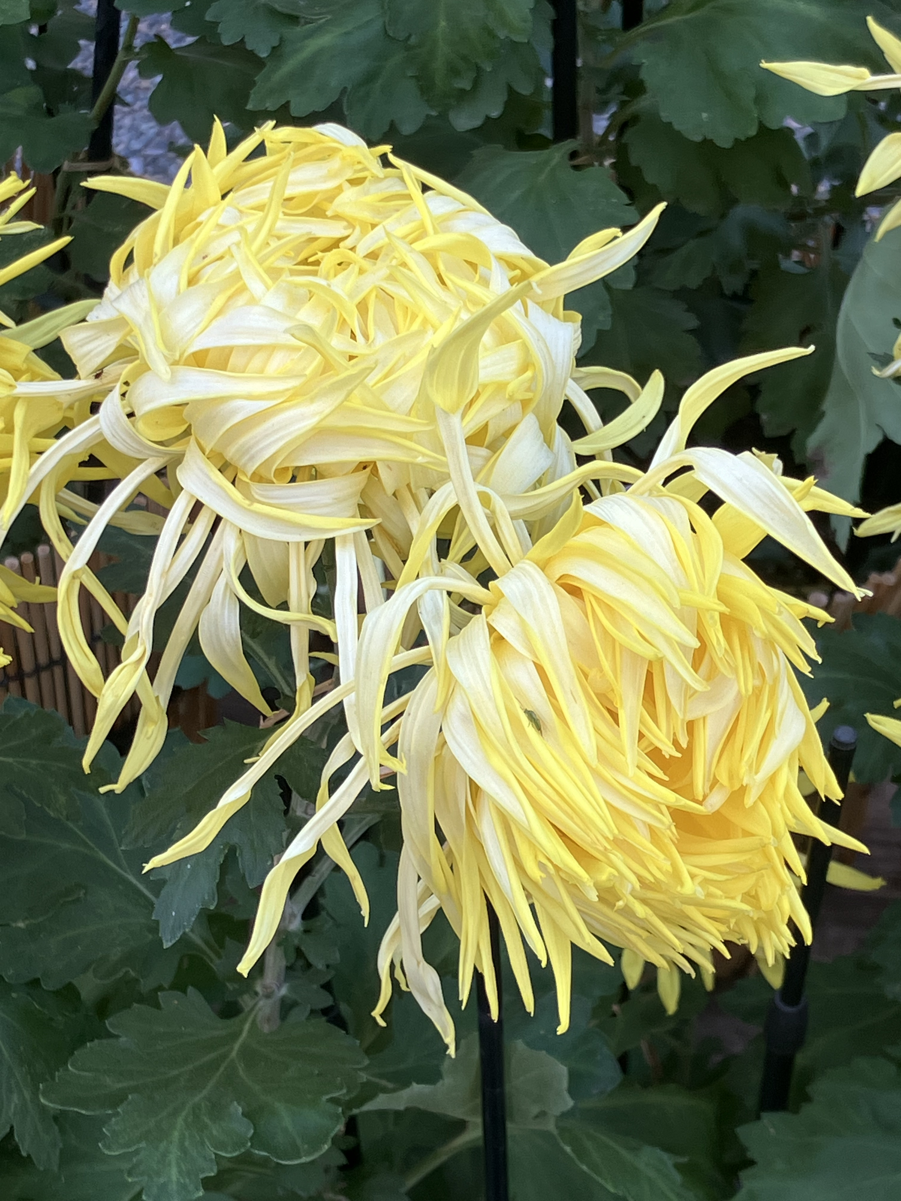 【江戸東京を深く学ぶ】菊が彩る江戸花屋敷の舞台裏 ～向島百花園〜